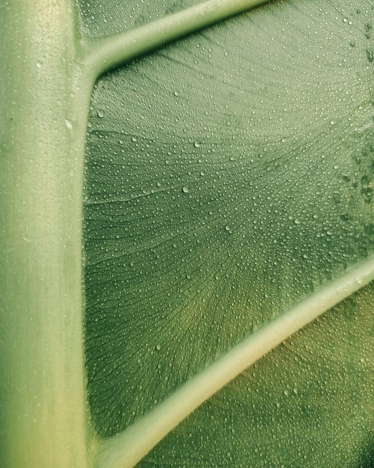 Macro delle nervature di una foglia con gocce d'acqua trattenute in superficie, metafora dei liquidi che ristagnano nelle gambe
